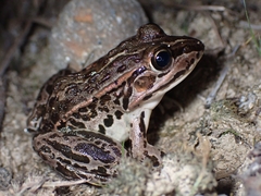 Pelophylax nigromaculatus