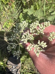 Eupatorium pubescens