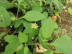 Passiflora lutea