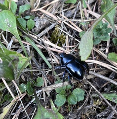 Anoplotrupes stercorosus