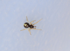 Neottiura bimaculata