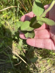Eupatorium pubescens