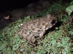 Glandirana rugosa