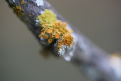 Teloschistes chrysophthalmus
