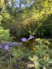 Agalinis purpurea