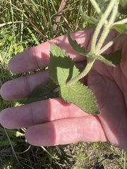 Eupatorium pubescens