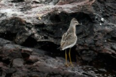 Calidris himantopus