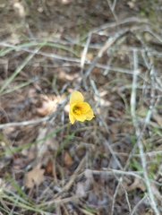 Zephyranthes tubispatha