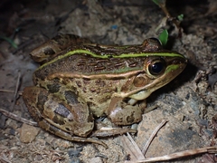 Pelophylax nigromaculatus