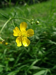 Ranunculus acris
