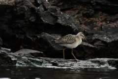 Calidris himantopus
