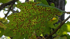 Neuroterus numismalis