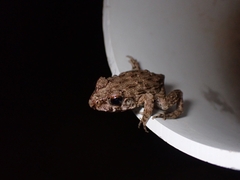 Glandirana rugosa