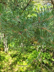 Pinus sylvestris