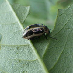 Calligrapha californica