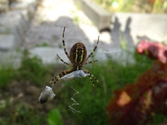 Argiope bruennichi