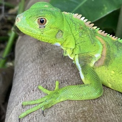 Iguana iguana