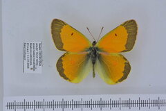 Colias hyperborea