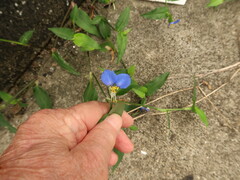 Commelina communis