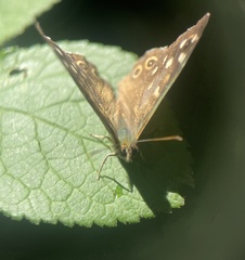 Pararge aegeria