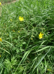Ranunculus acris