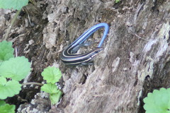 Plestiodon fasciatus