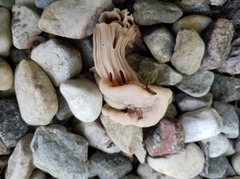Helvella