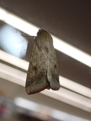 Helicoverpa armigera