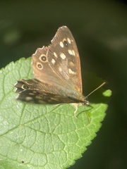 Pararge aegeria