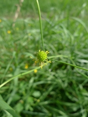 Ranunculus acris