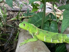 Iguana iguana