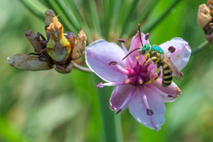 Agapostemon