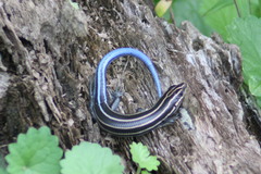 Plestiodon fasciatus