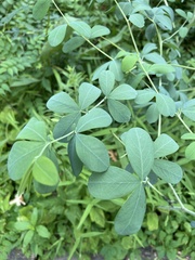 Baptisia alba