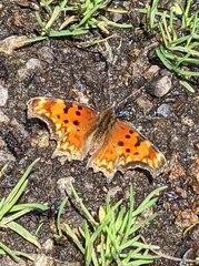 Polygonia gracilis