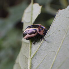 Calligrapha californica