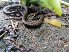 Storeria occipitomaculata