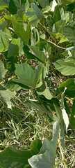 Pueraria montana