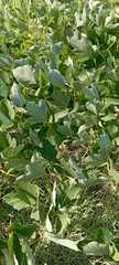 Pueraria montana