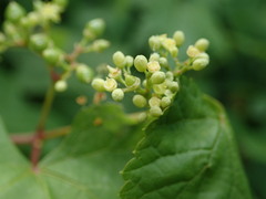 Ampelopsis glandulosa