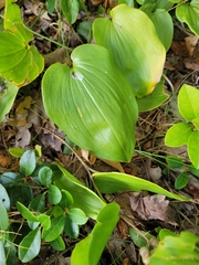 Maianthemum canadense