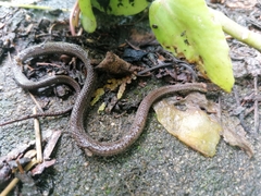 Storeria occipitomaculata