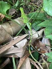 Iguana iguana