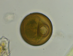 Arcella mitrata