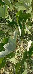 Pueraria montana