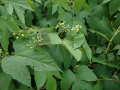 Ampelopsis glandulosa