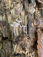 Pseudobaeospora