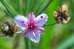 Butomus umbellatus