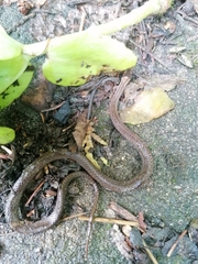 Storeria occipitomaculata