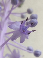 Scilla madeirensis